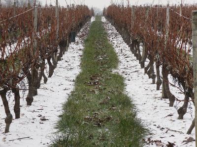 Vigne sous la neige