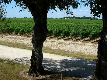 Vigne en été
