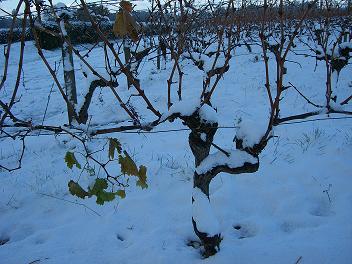 Neige