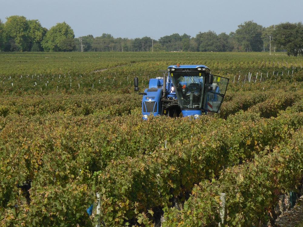vendanges 2011